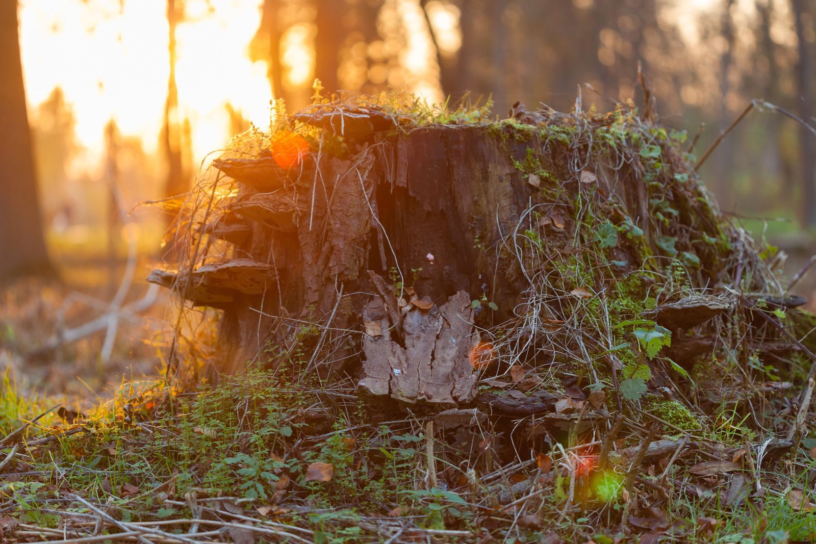 A tree stump in the middle of a forest at sunset.