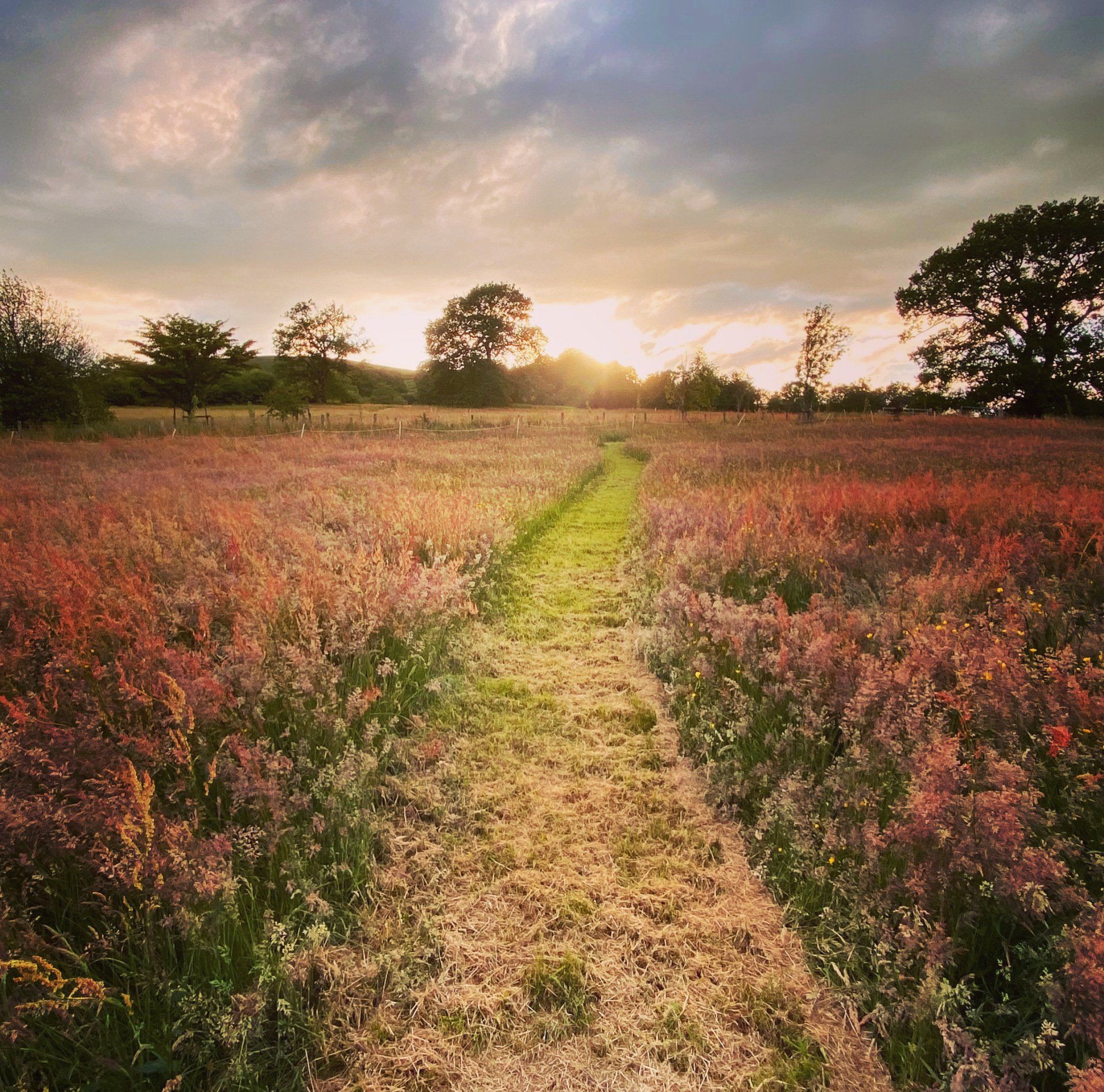 Meadows 