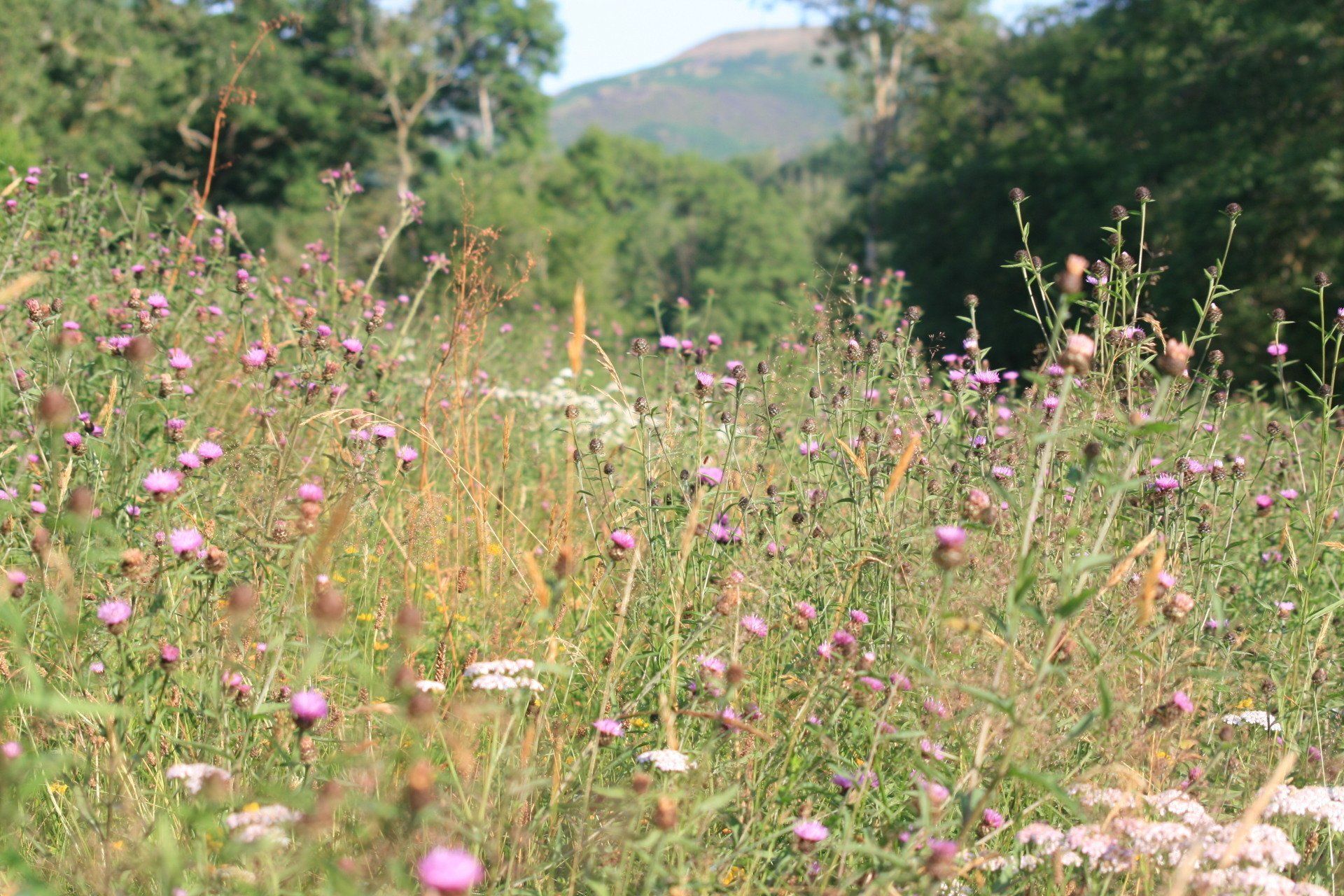 The meadows on on our nature rich farm Penstacan Cambrian Escapes 
