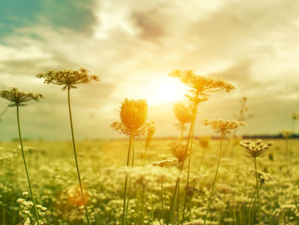 Flowers in Field — Personalised Burial Services in The Entrance, NSW