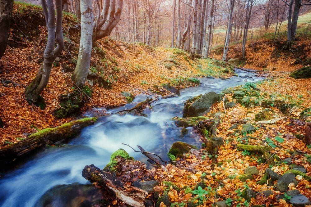Rainforest And Waterfall — Funeral Directors in Sydney & Central Coast, NSW