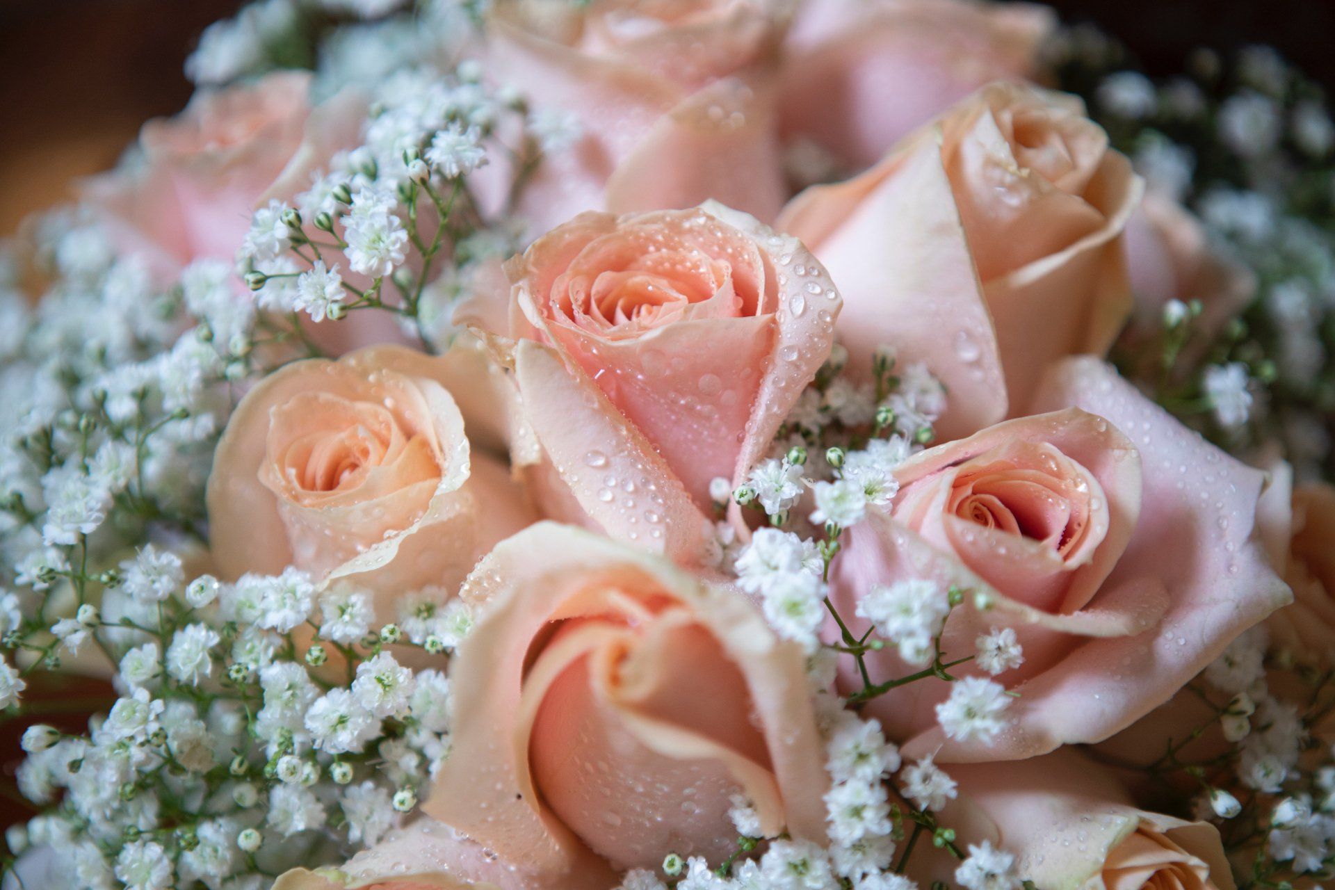 fiori e piante