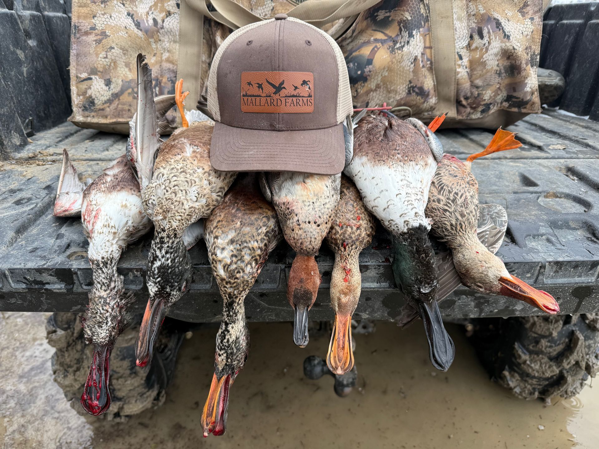 Hunt ducks in one of our leases for managed wetlands