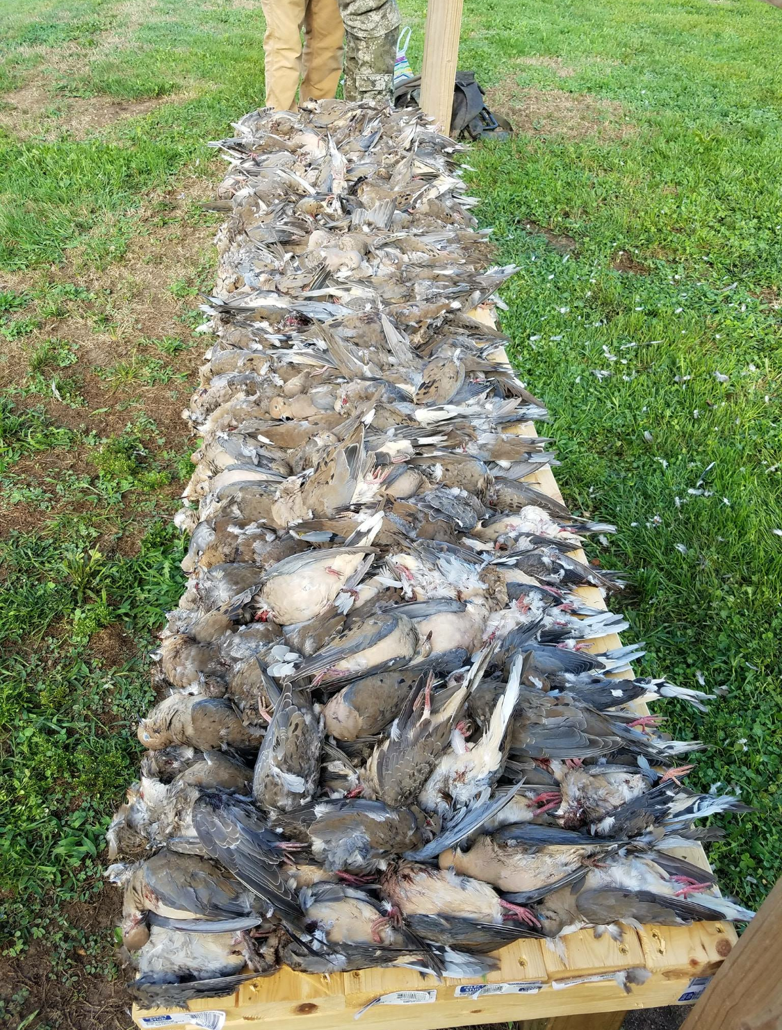 dove hunting guide MO