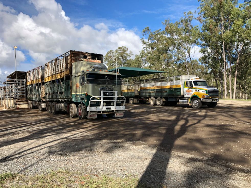 Wild’s Livestock Transport Cattle Movers Sunshine Coast