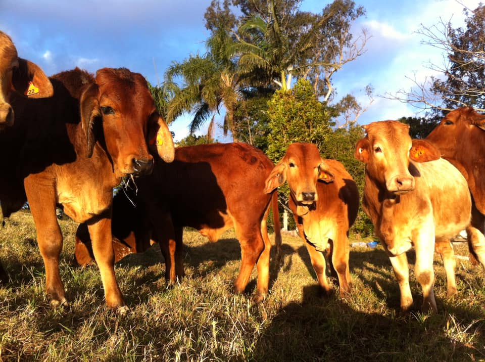Wild’s Livestock Transport Cattle Movers Sunshine Coast