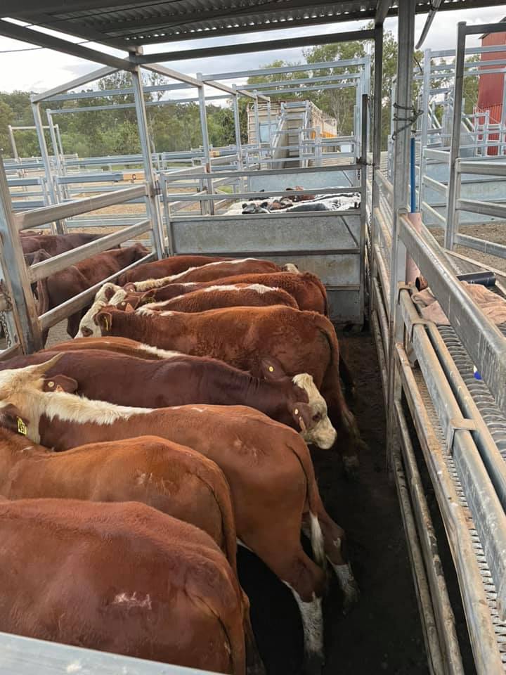 Livestock Consulting Sunshine Coast Wild’s Livestock Transport