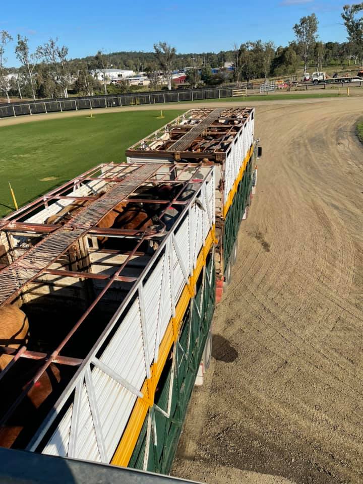 Wild’s Livestock Transport Cattle Movers Sunshine Coast