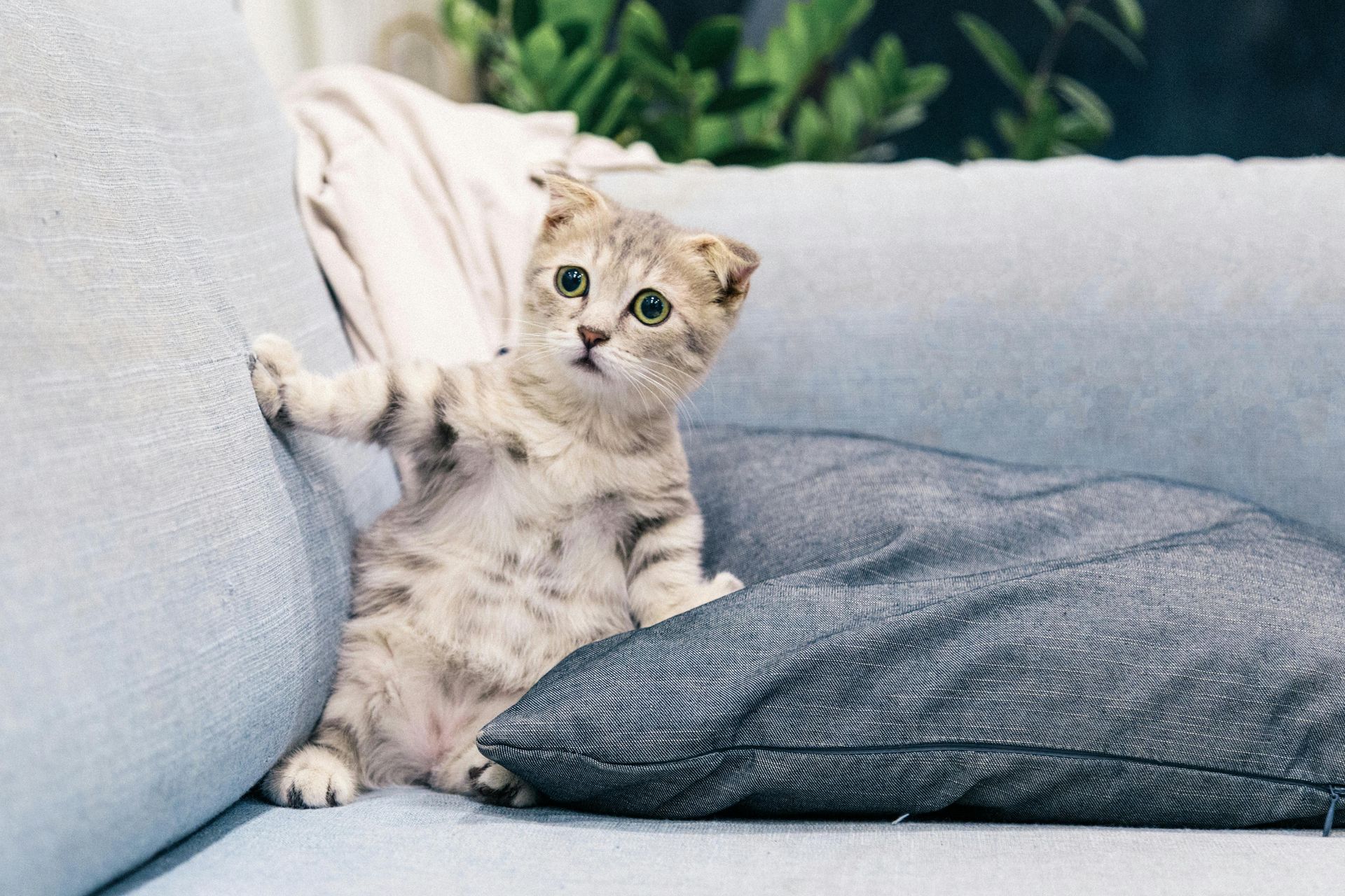 A gray and white kitten with wide eyes sits on a blue couch, one paw raised.