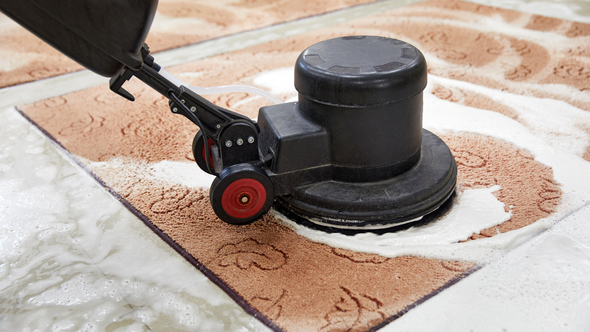 Person cleaning a carpet with an industrial cleaning machine in a room with a sofa and a potted plant.