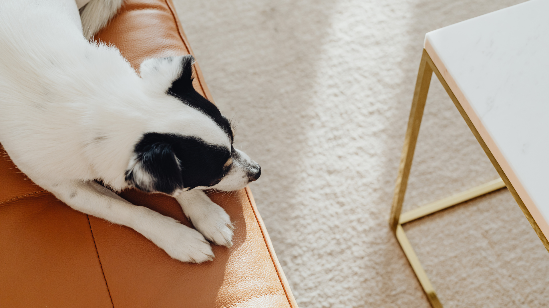Dog with black and white markings resting on a brown leather couch next to a white table.