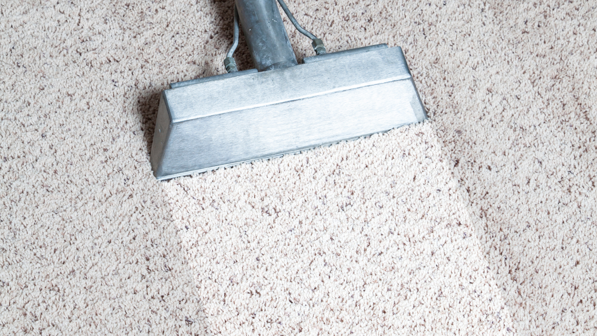 Person cleaning a carpet with an industrial cleaning machine in a room with a sofa and a potted plant.