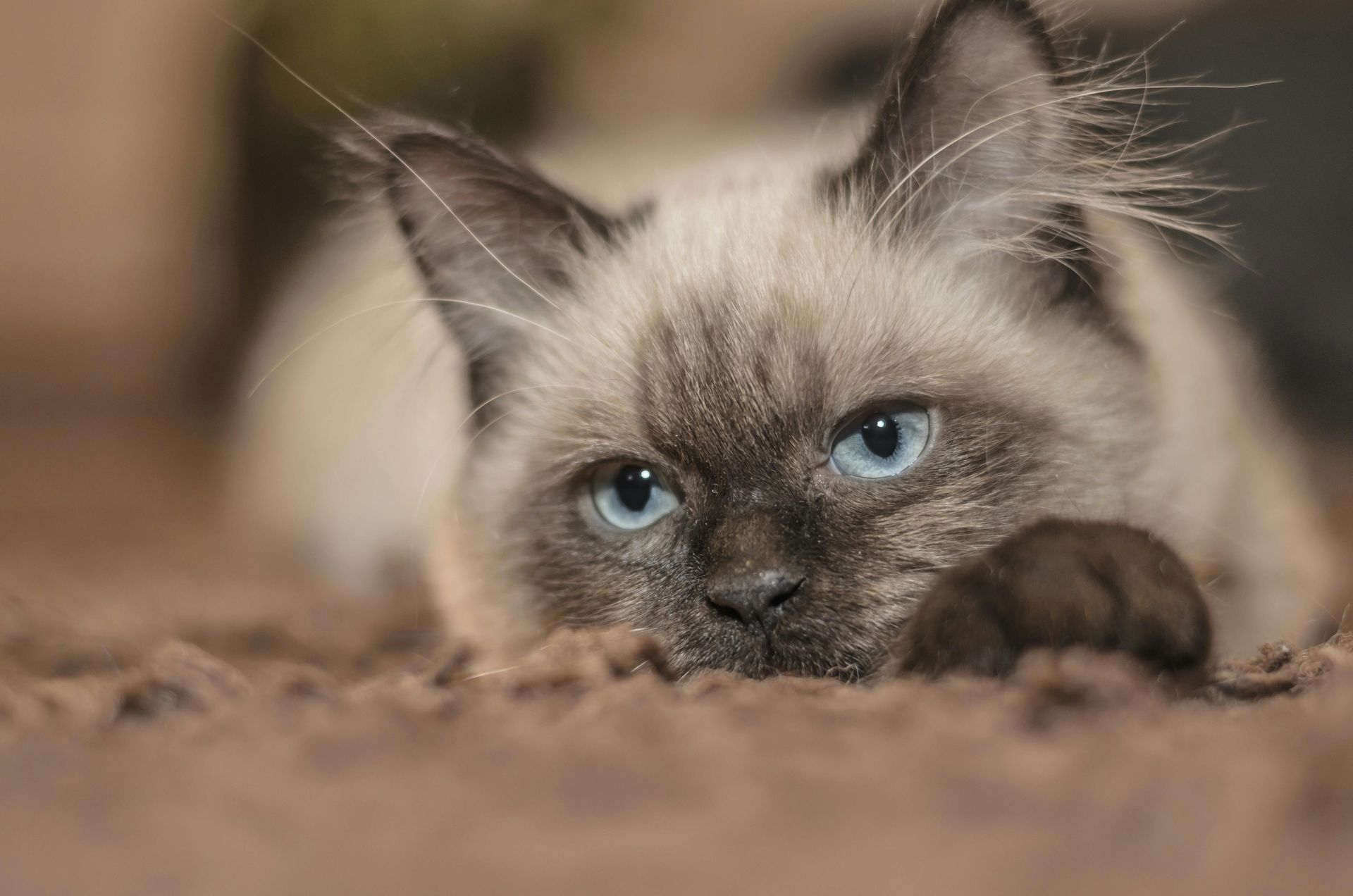 A seal point Himalayan cat with blue eyes lying on a brown fuzzy surface.
