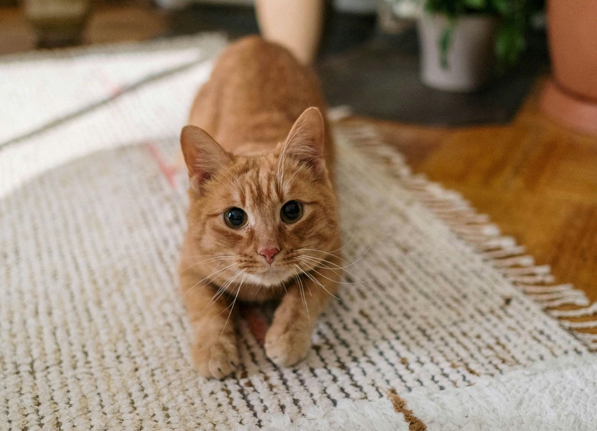 Orange cat stretching on a white woven rug, looking directly at the camera.