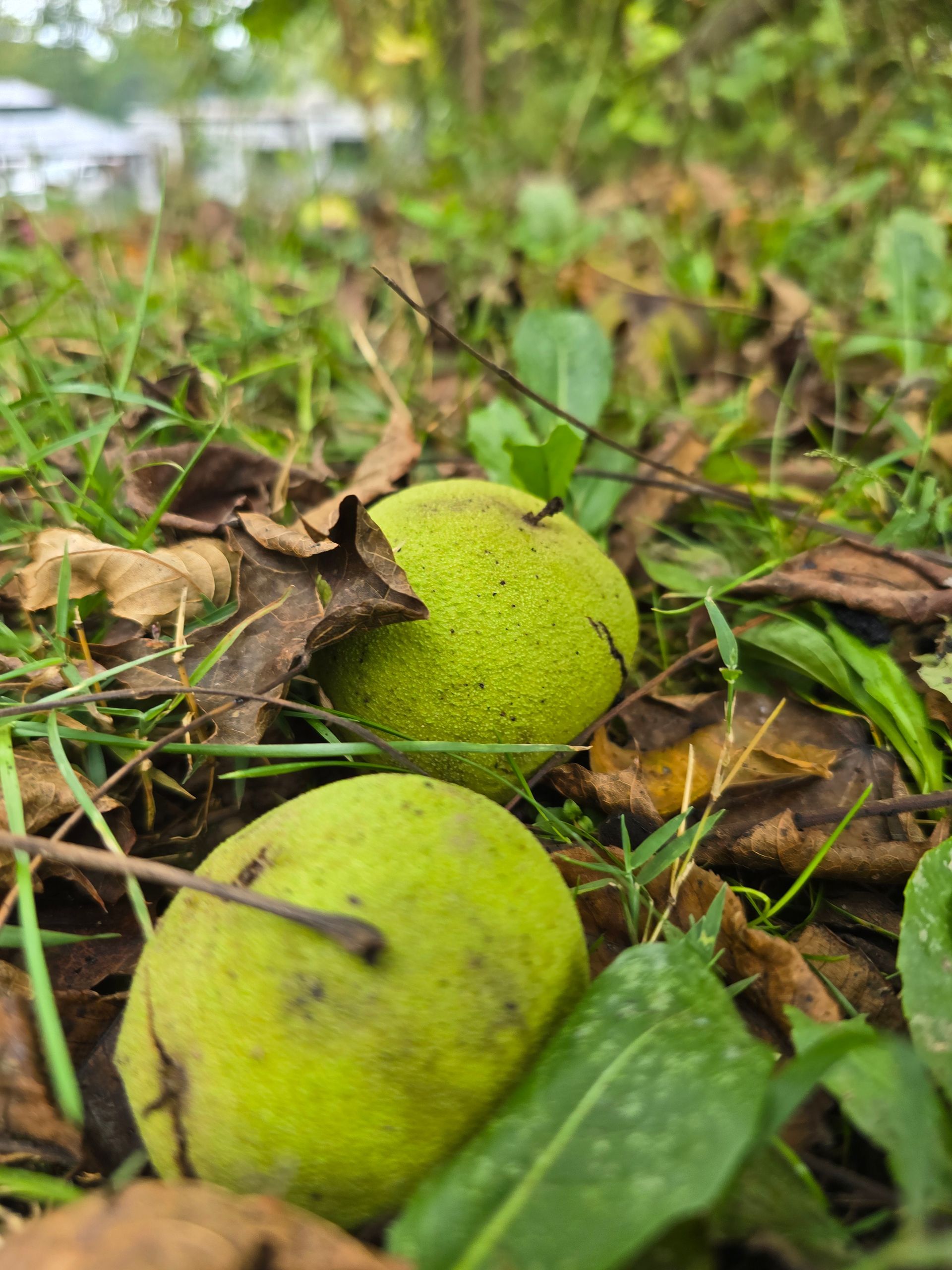 Two green walnuts on the ground amidst grass, leaves, and twigs; outdoor setting.