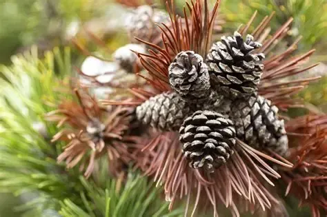 Pine cones clustered on a branch with brown and green needles.