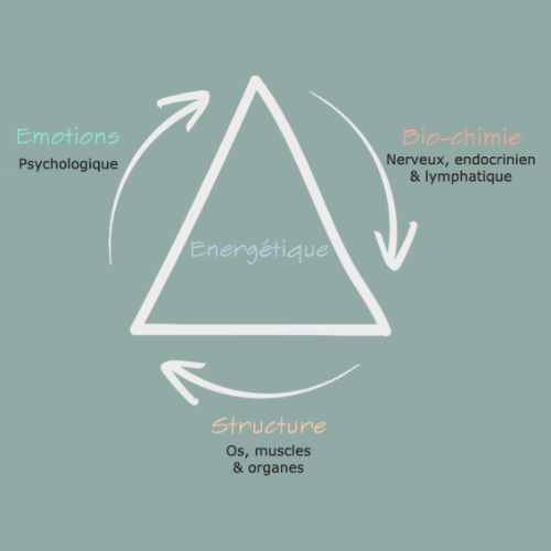 Diagramme d'un triangle avec « Énergétique » au centre, entouré par « Émotions », « Biochimie » et « Structure »