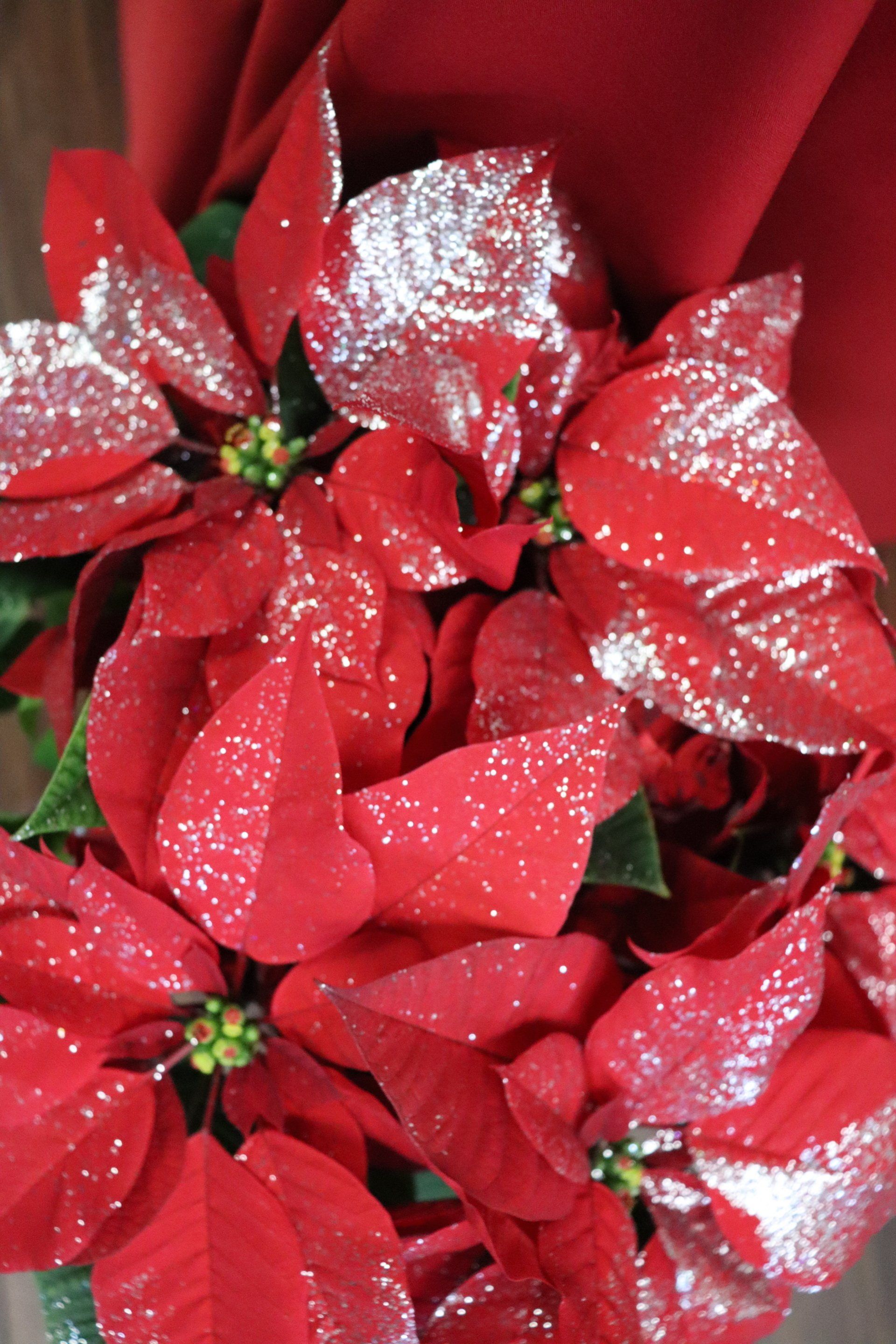 Red poinsettia flowers with glitter.