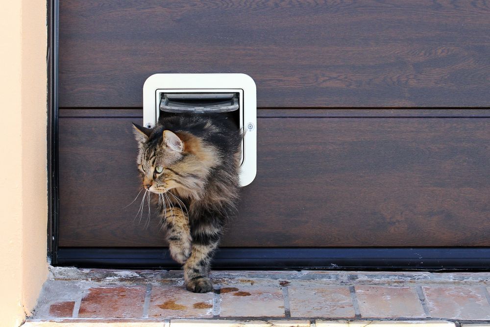 A Cat is Coming Out of a Cat Door — Pelican Glass in New Lambton, NSW