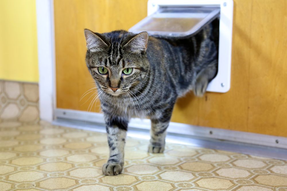 A Cat is Walking Out of a Cat Door — Pelican Glass in Belmont, NSW