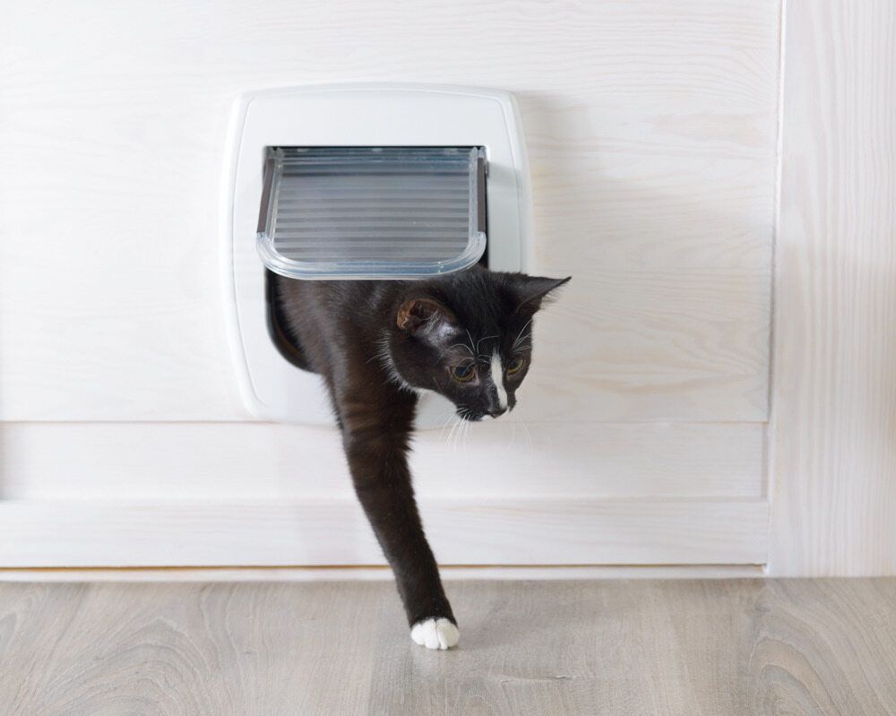 A Black and White Cat is Coming Out of a Cat Door — Pelican Glass in Warners Bay, NSW