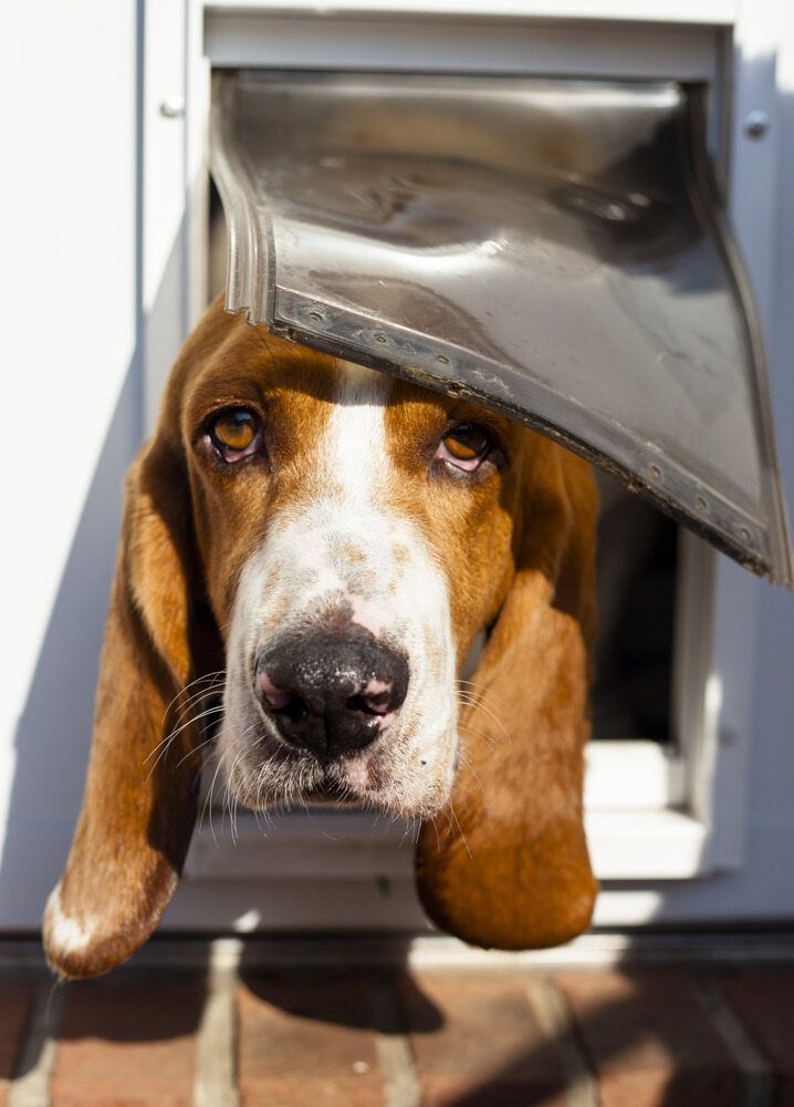 A Brown and White Dog is Sticking Its Head Out of a Dog Door — Pelican Glass in Pelican, NSW