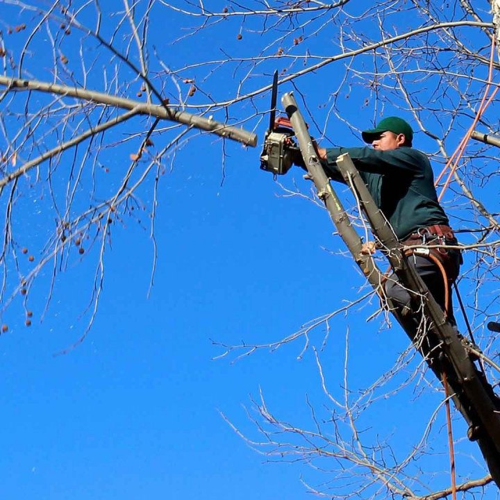 Colorado Tree Experts Lakewood, CO