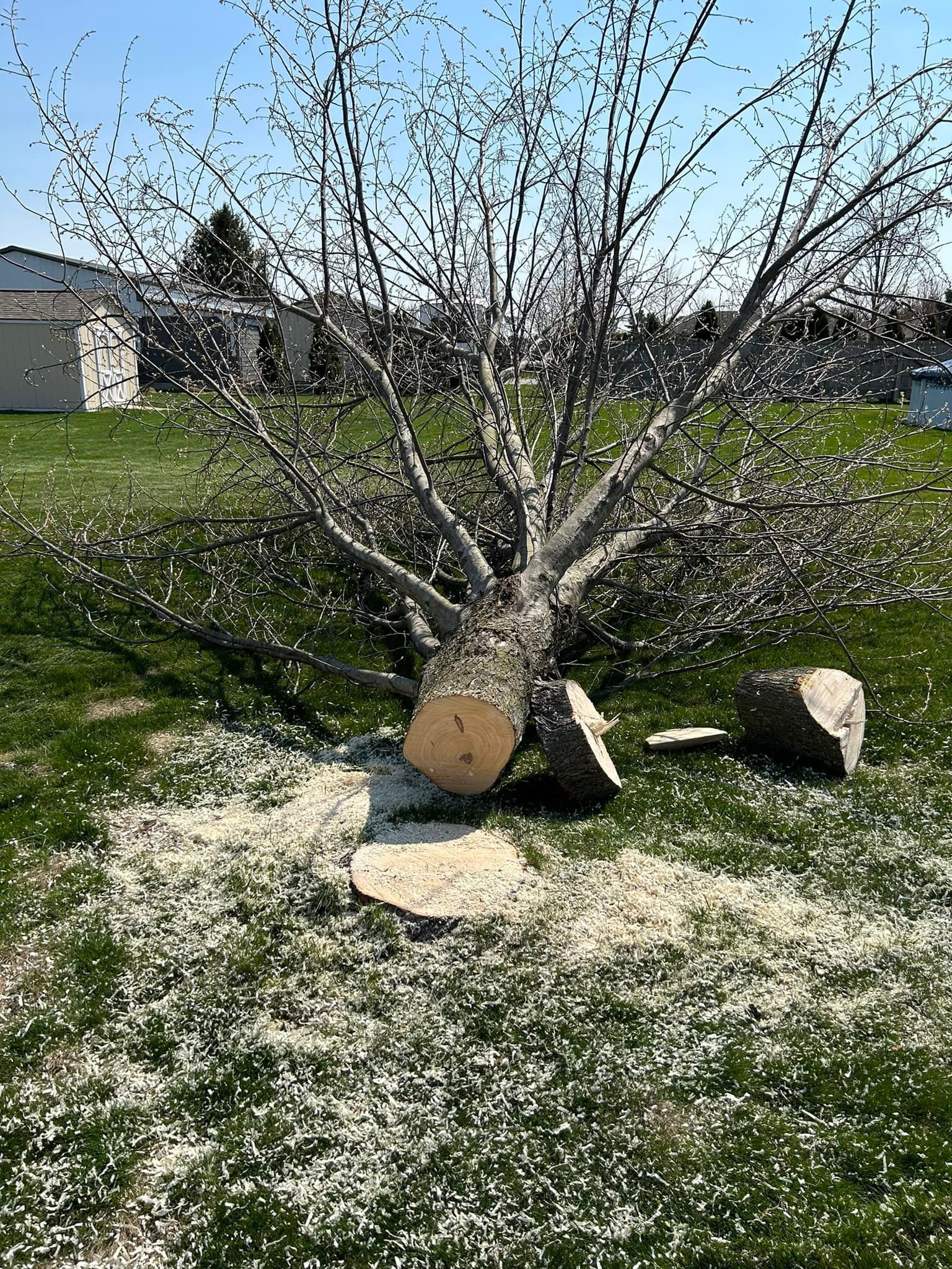 A cut-down tree trunk with branches in a yard covered in sawdust. Bright blue sky overhead.