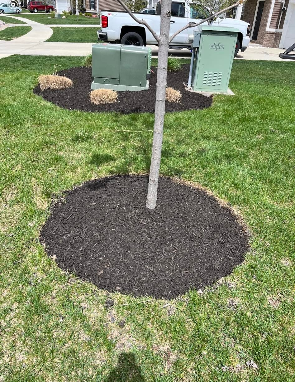 A tree surrounded by dark mulch in a grassy yard, with electrical boxes in the background.