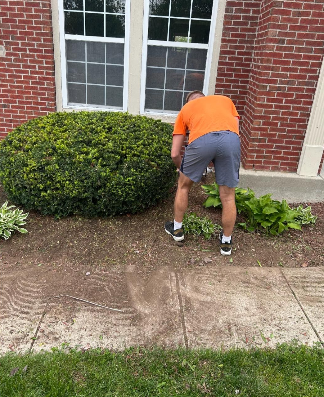 Person gardening near a brick building with a large bush and two windows.