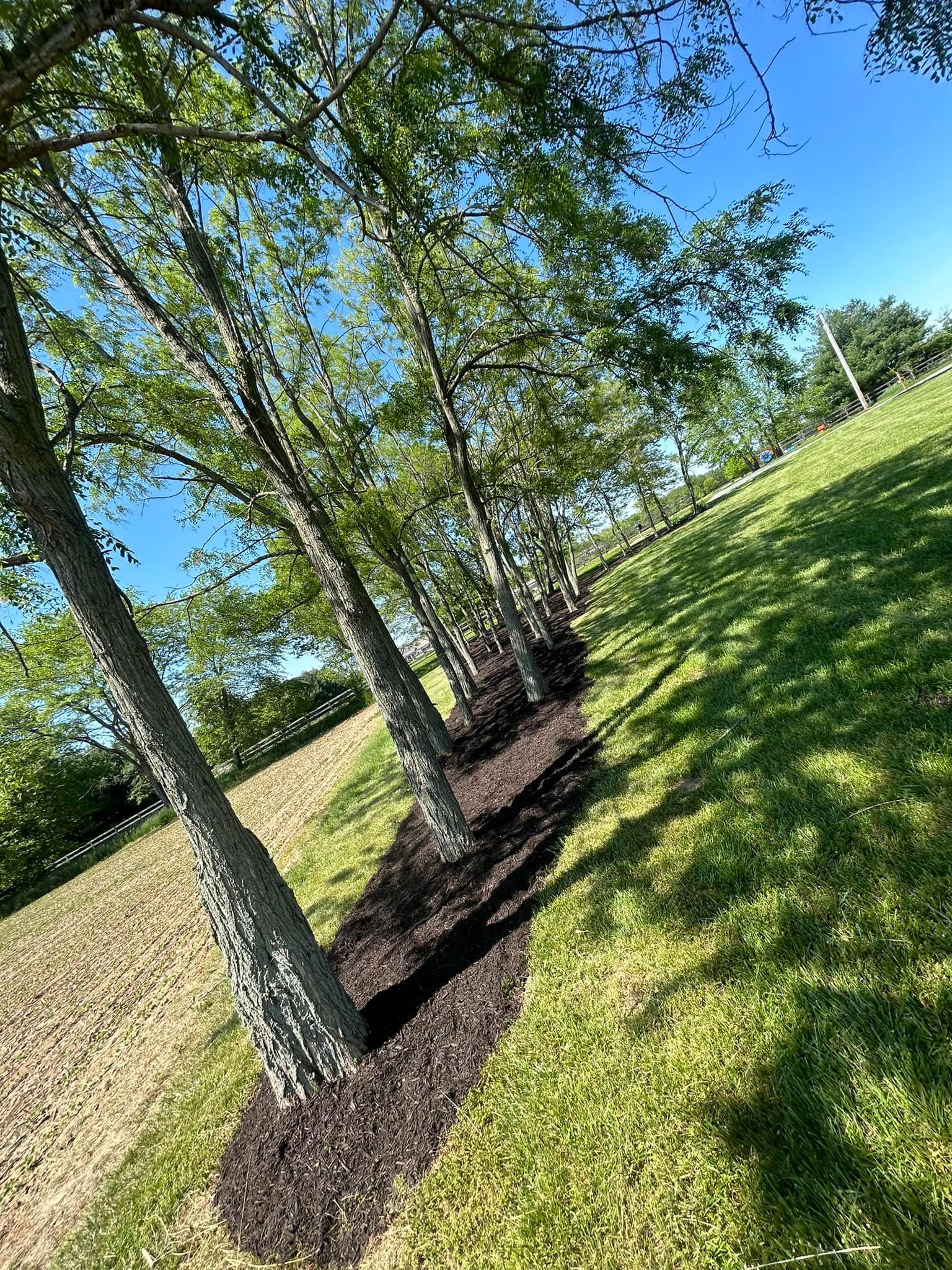 Line of trees with gray bark, planted in dark mulch on a grassy hillside under a blue sky.