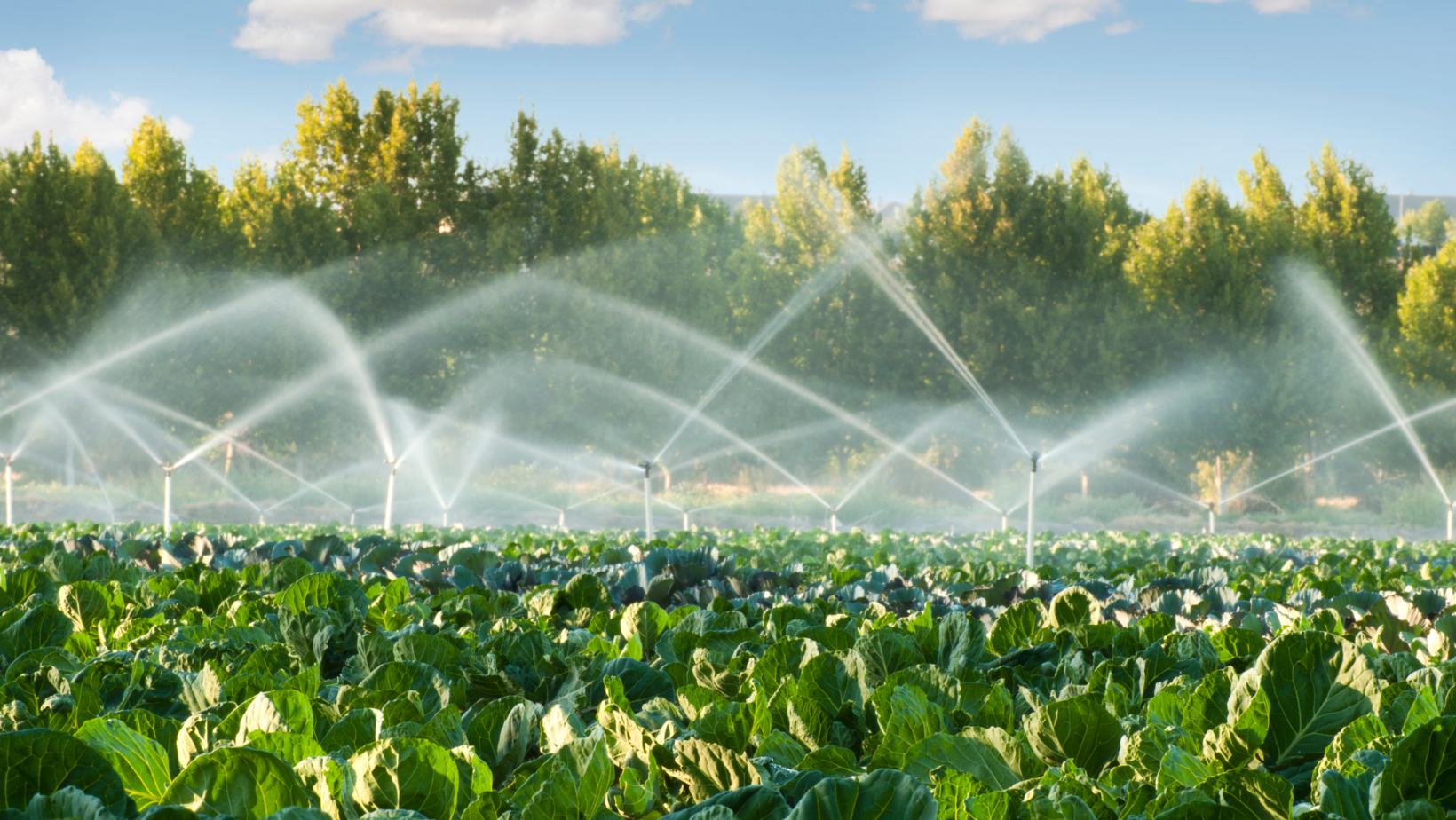 Irrigation sprinklers watering a lush green field of crops under a blue sky.