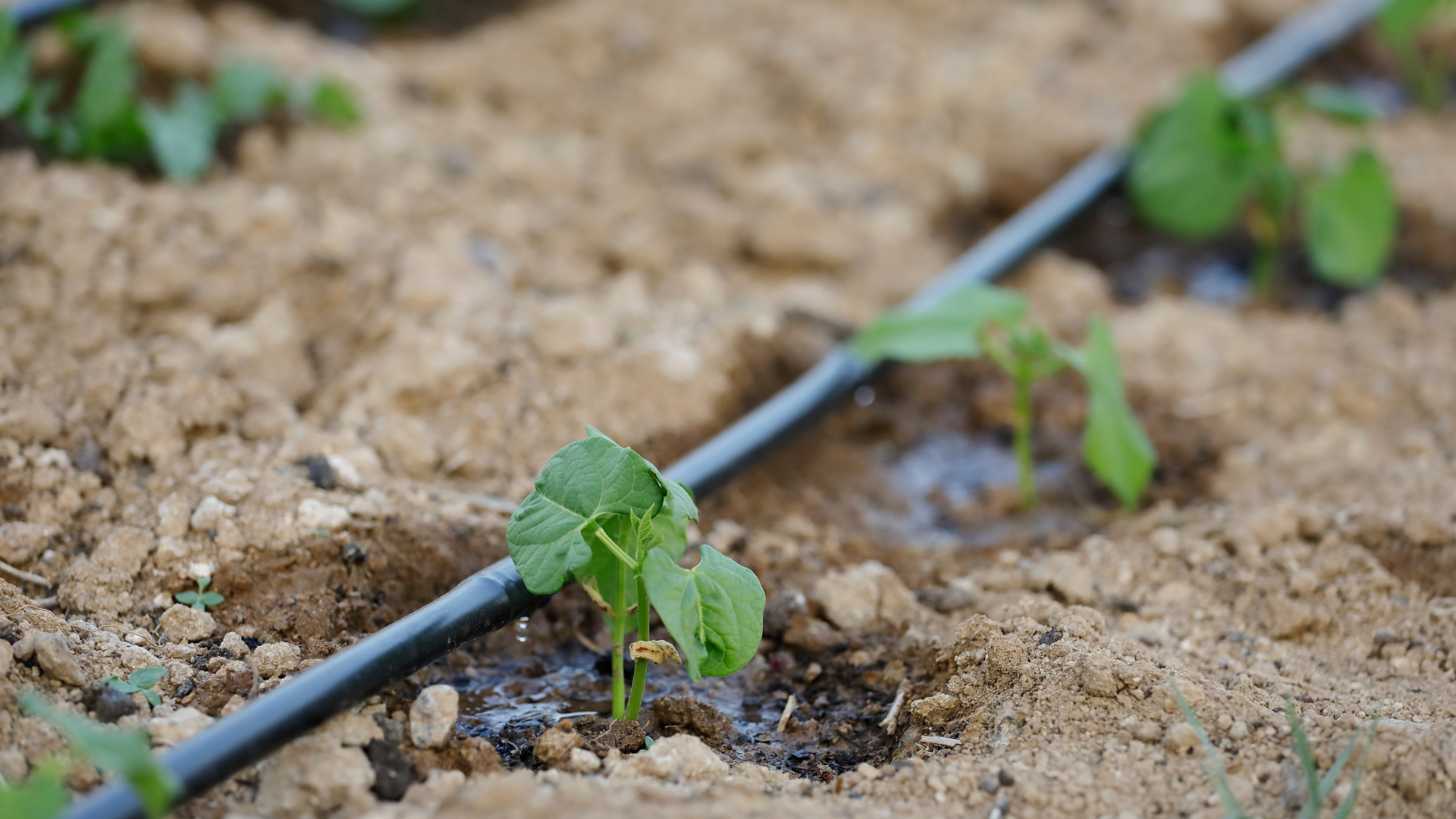 irrigation