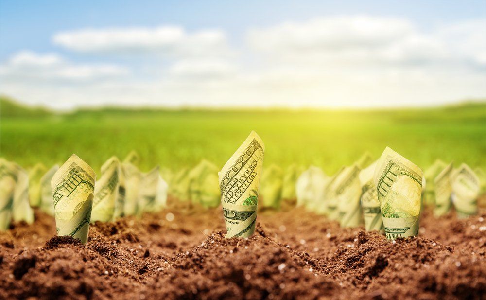 money growing in dirt
