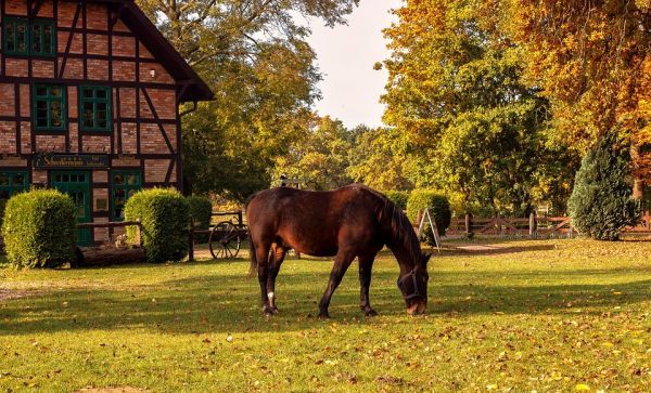 Imagem com uma grama verde e um cavalo em estaque com uma casa nos fundos