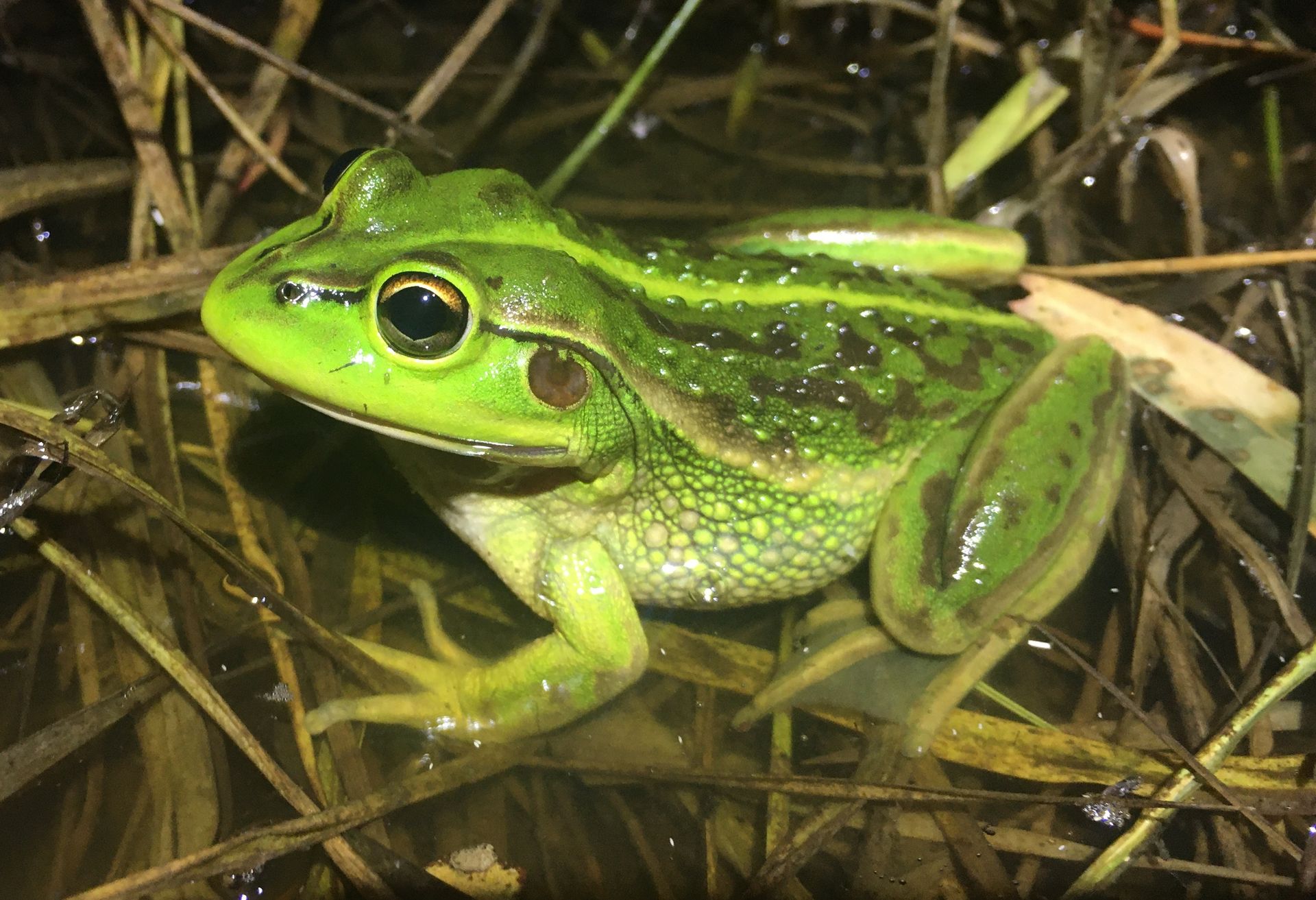 Frog ID and Citizen Science Workshop Sat 4 Oct