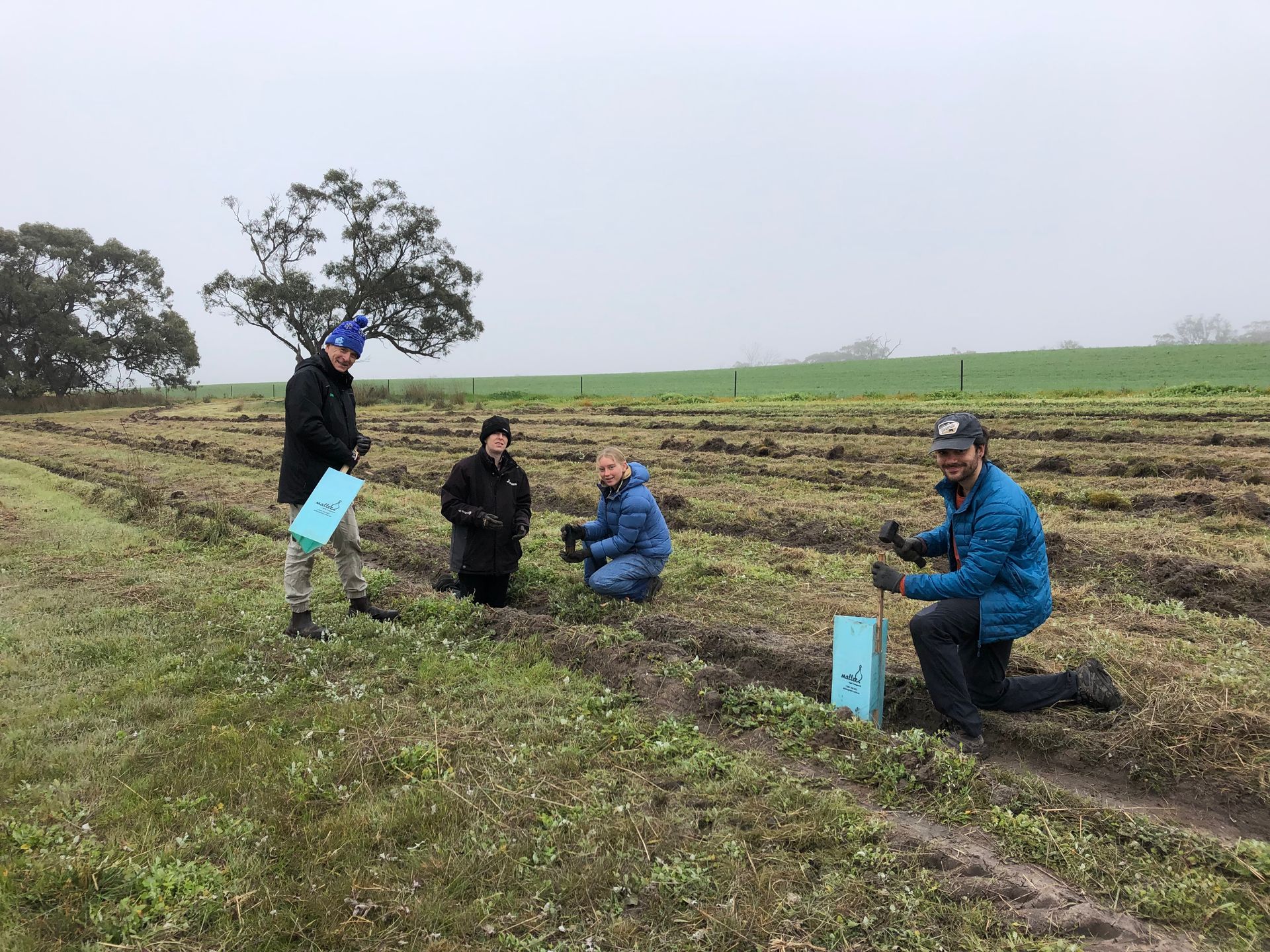 A group of volunteers planting at a revegetation project near Arapiles