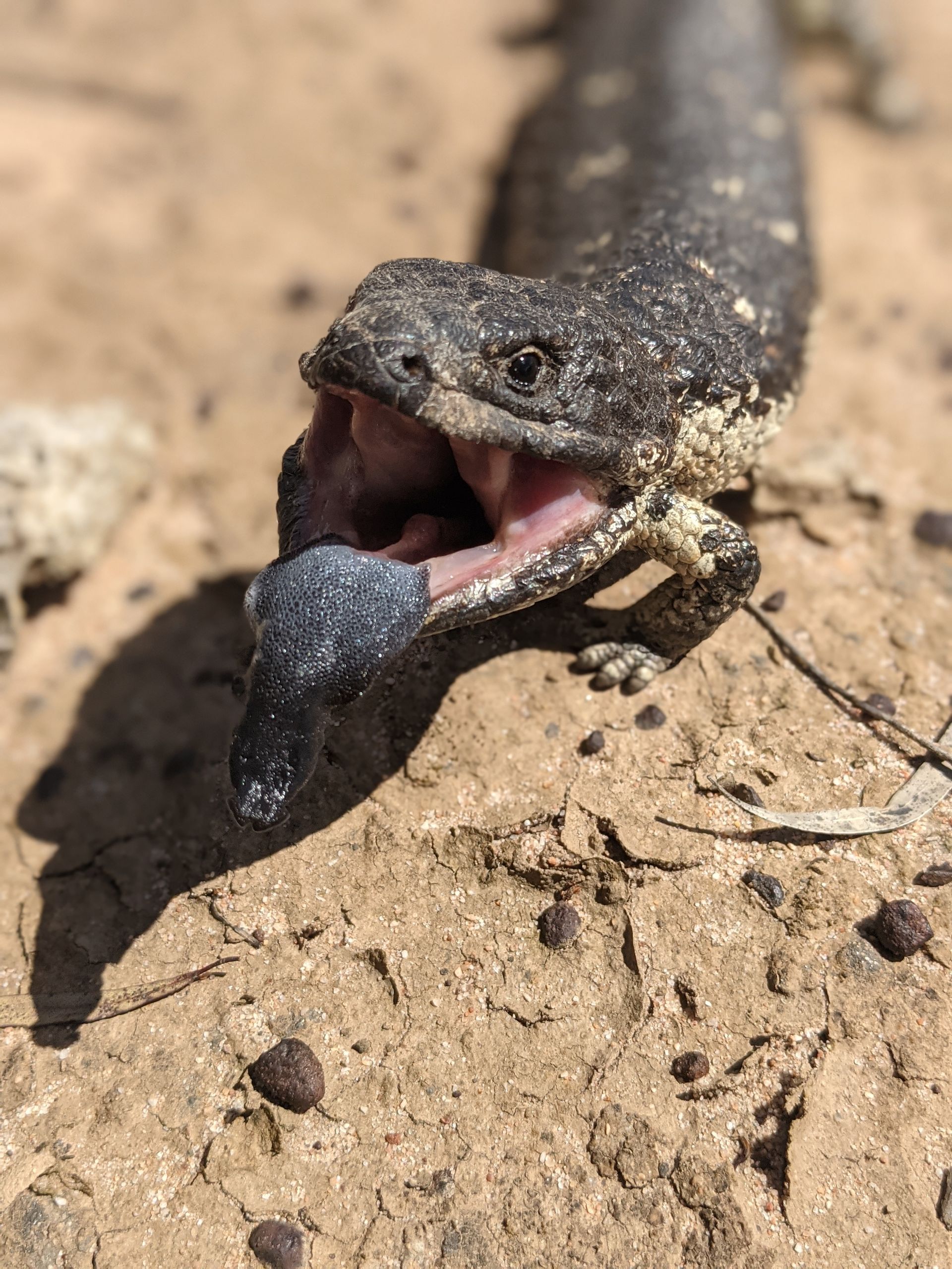 Lizard