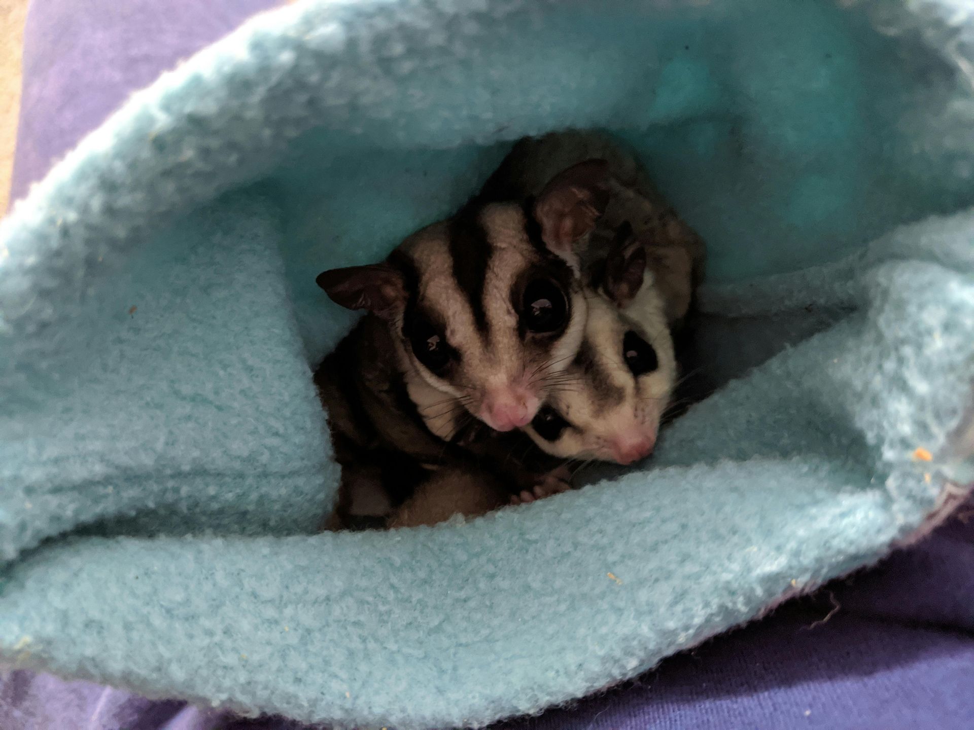 Thursday 10 July - come learn about sugar gliders with Fair Dinkum Fauna