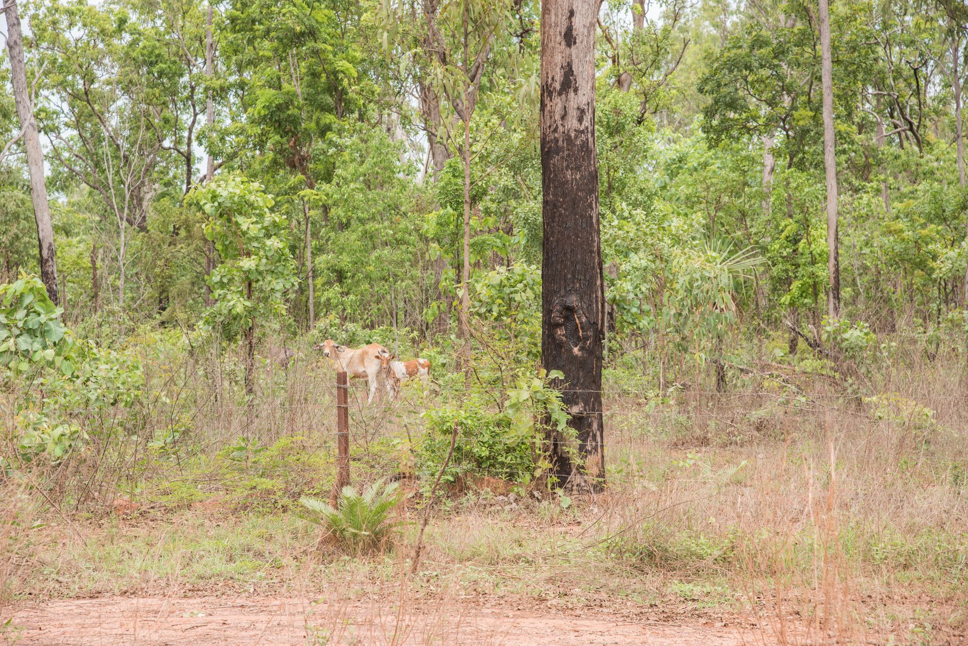 Forest Scene: A Cow Rests on A Wooden Post Amidst Dry Grass  — Harwood Plumbing & Gasfitting Pty Ltd in Howard Springs, NT
