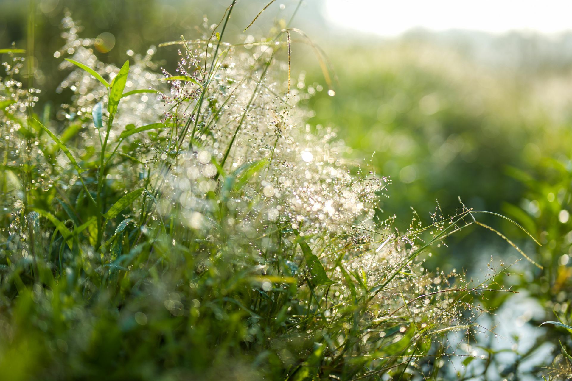 Field and Flowers in Fairfield, CT