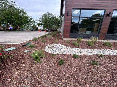 Landscaped mulch bed with small plants and white stone borders beside a building’s reflective windows