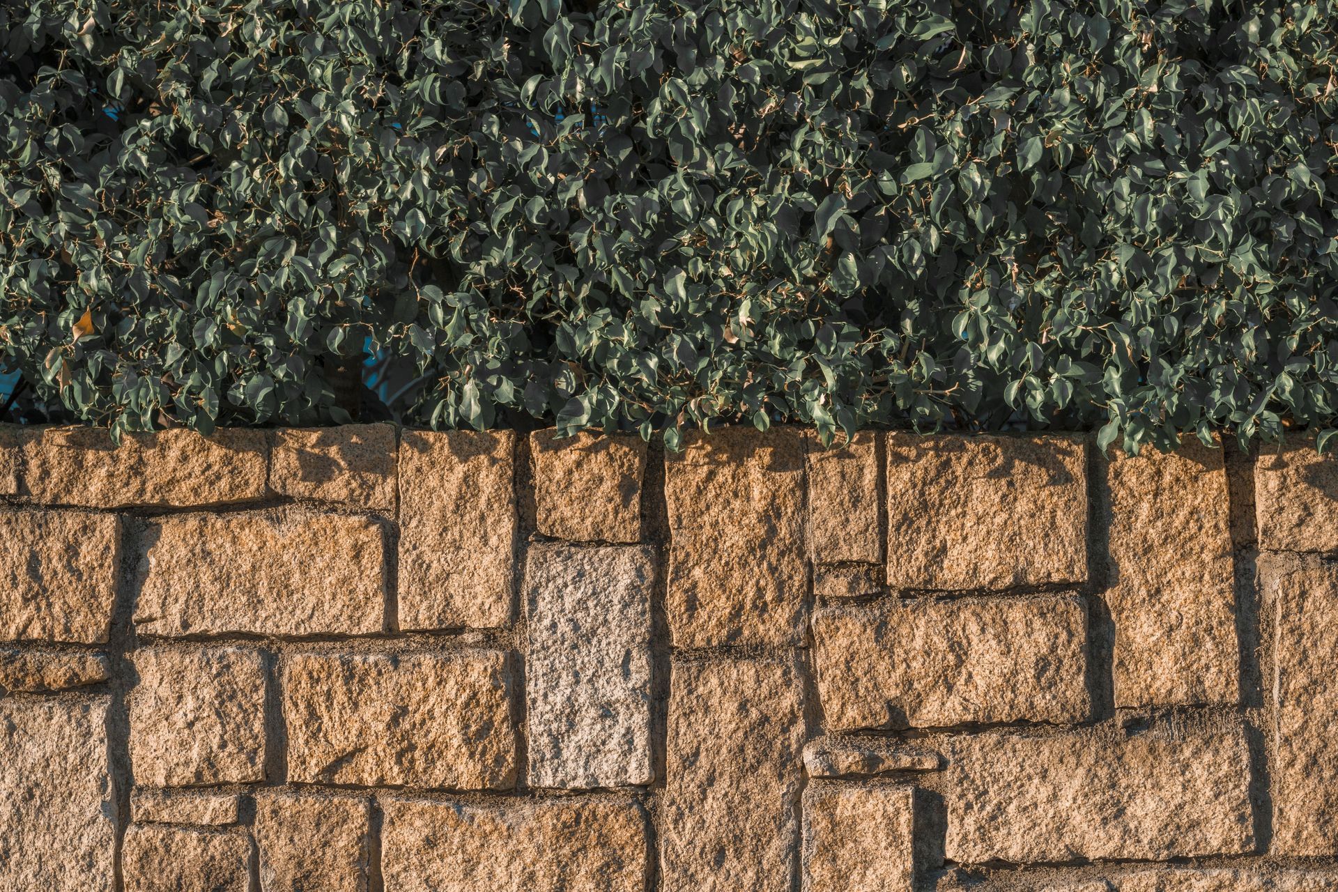 Top of a stone wall with dark green foliage above it