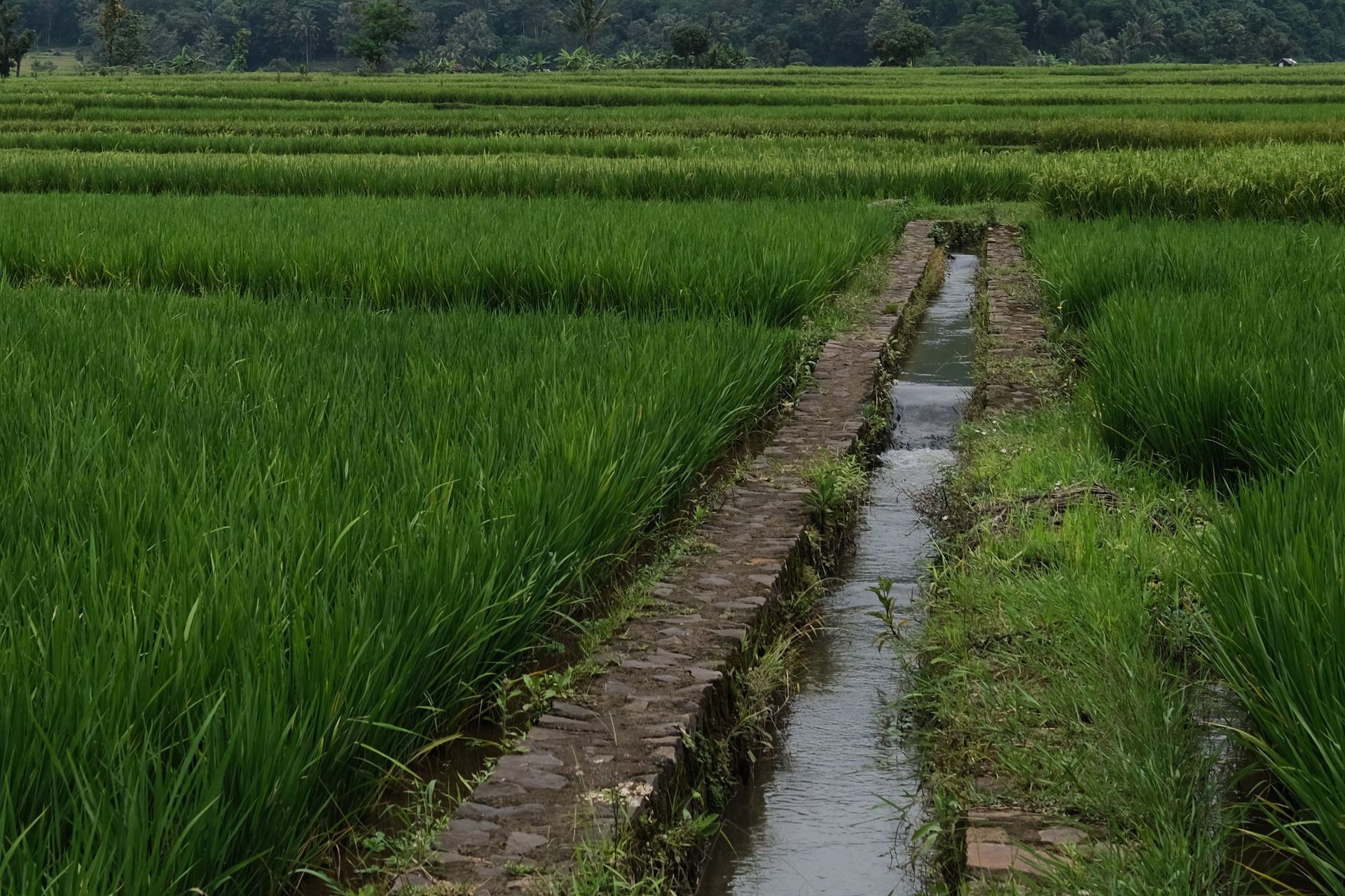 Irrigated green rice fields with a narrow water channel running through the center