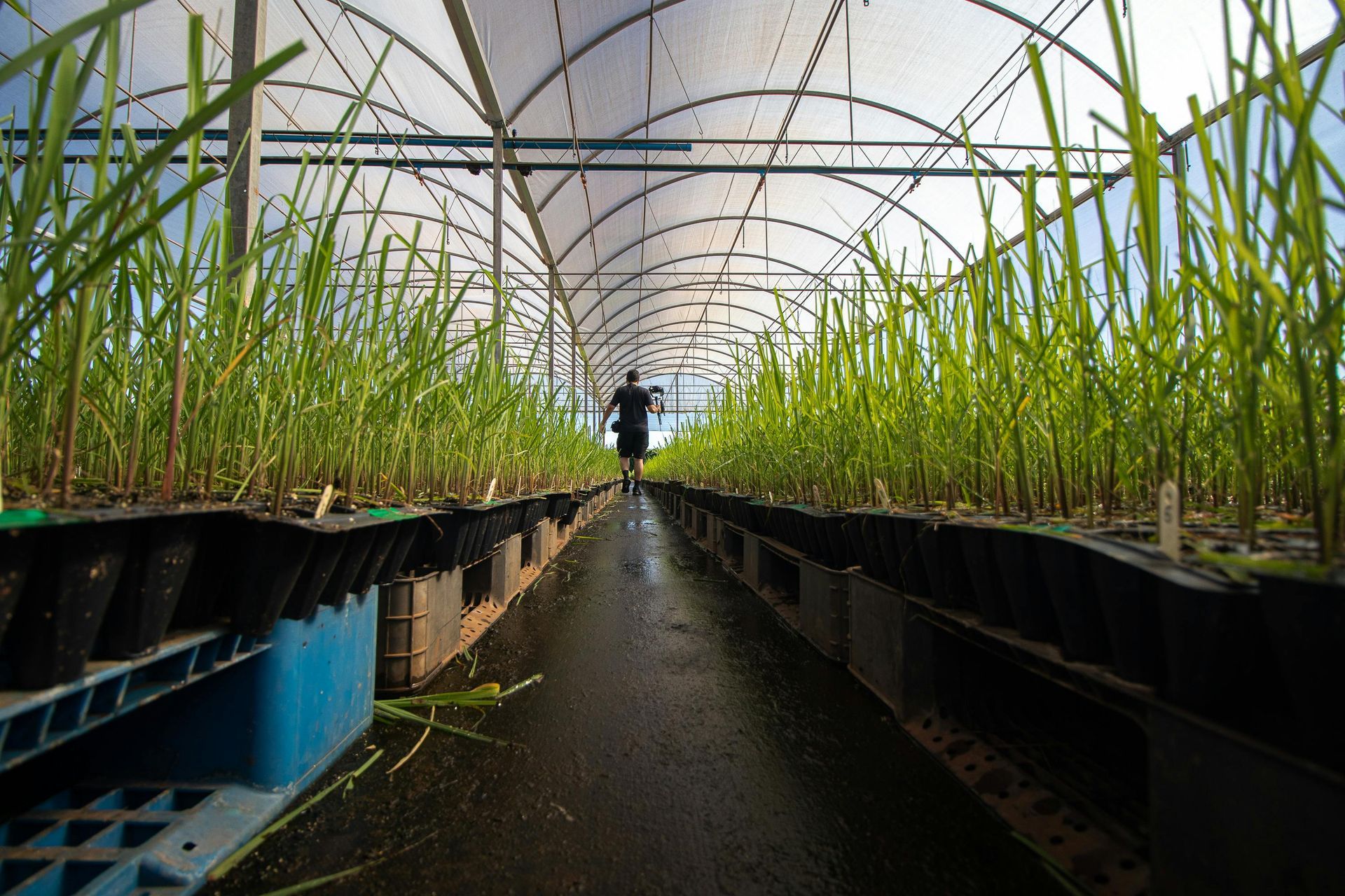 Green plants growing in rows inside a greenhouse with a person walking down the center aisle