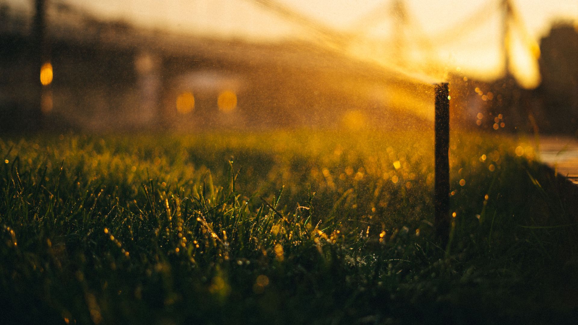 Sunlit dew-covered grass with a fence post in a golden field at sunrise