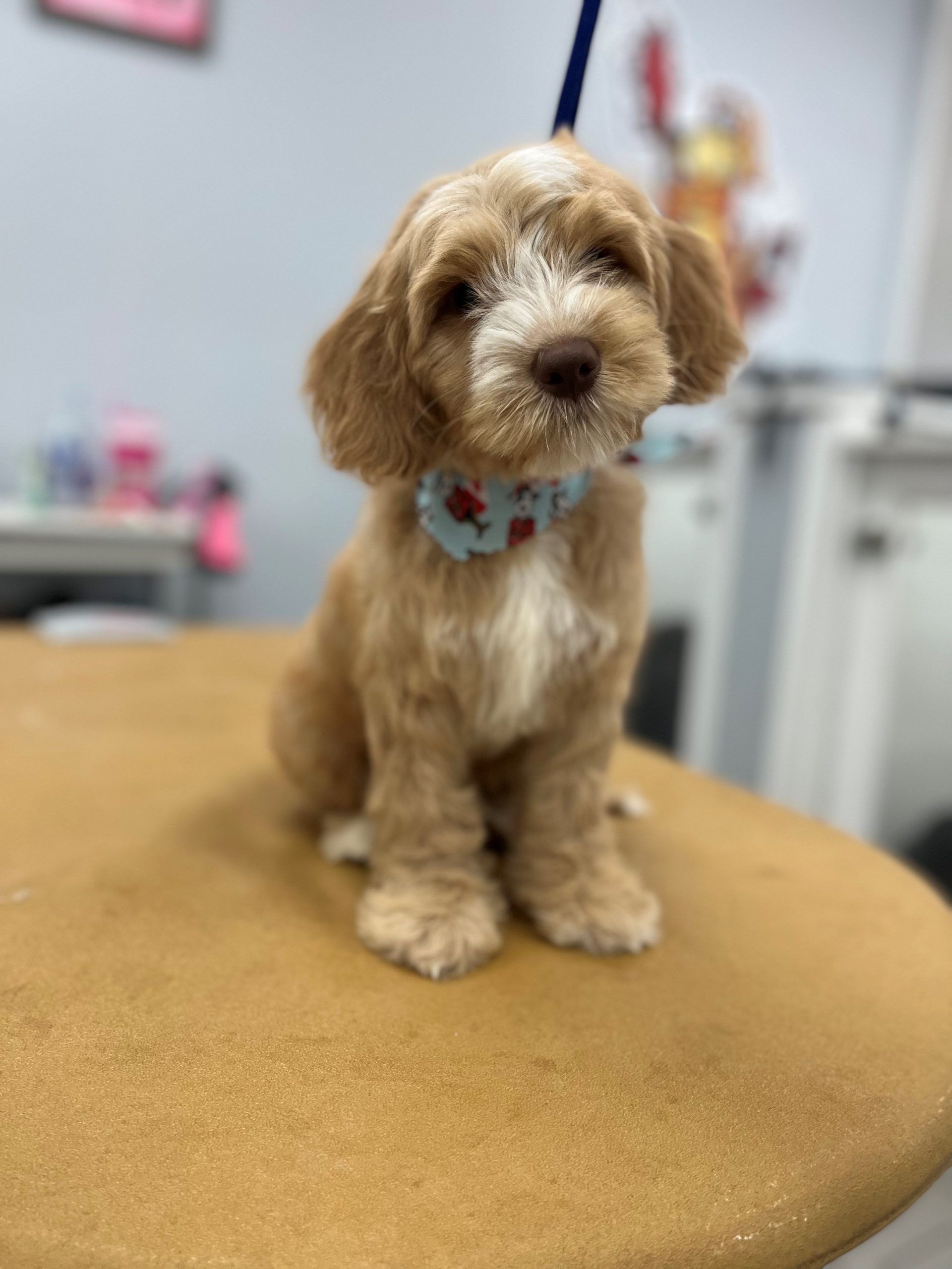 Cute light-brown puppy sitting on a grooming table after a haircut at Paws in the Bath, wearing a blue bandana with red designs in Aurora, Bradford, Keswick, King City, Newmarket, and Toronto.