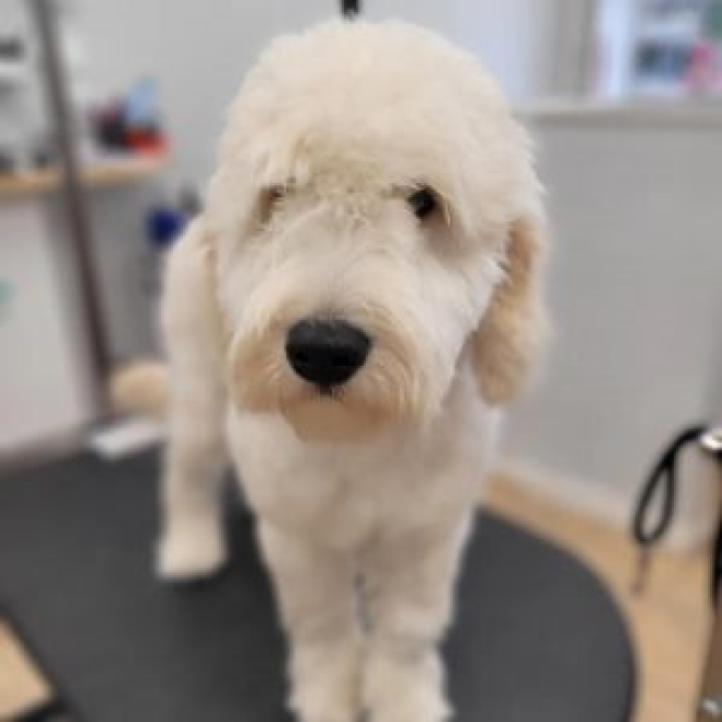 Fluffy white doodle standing on grooming table after haircut at Paws in the Bath pet salon in Ontario (Aurora, Bradford, Keswick, King City, Newmarket, and Toronto).