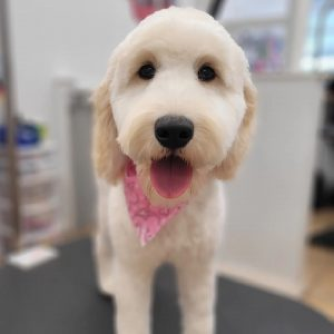 Happy doodle dog with pink bandana after grooming session at Paws in the Bath pet salon in Ontario (Aurora, Bradford, Keswick, King City, Newmarket, and Toronto).