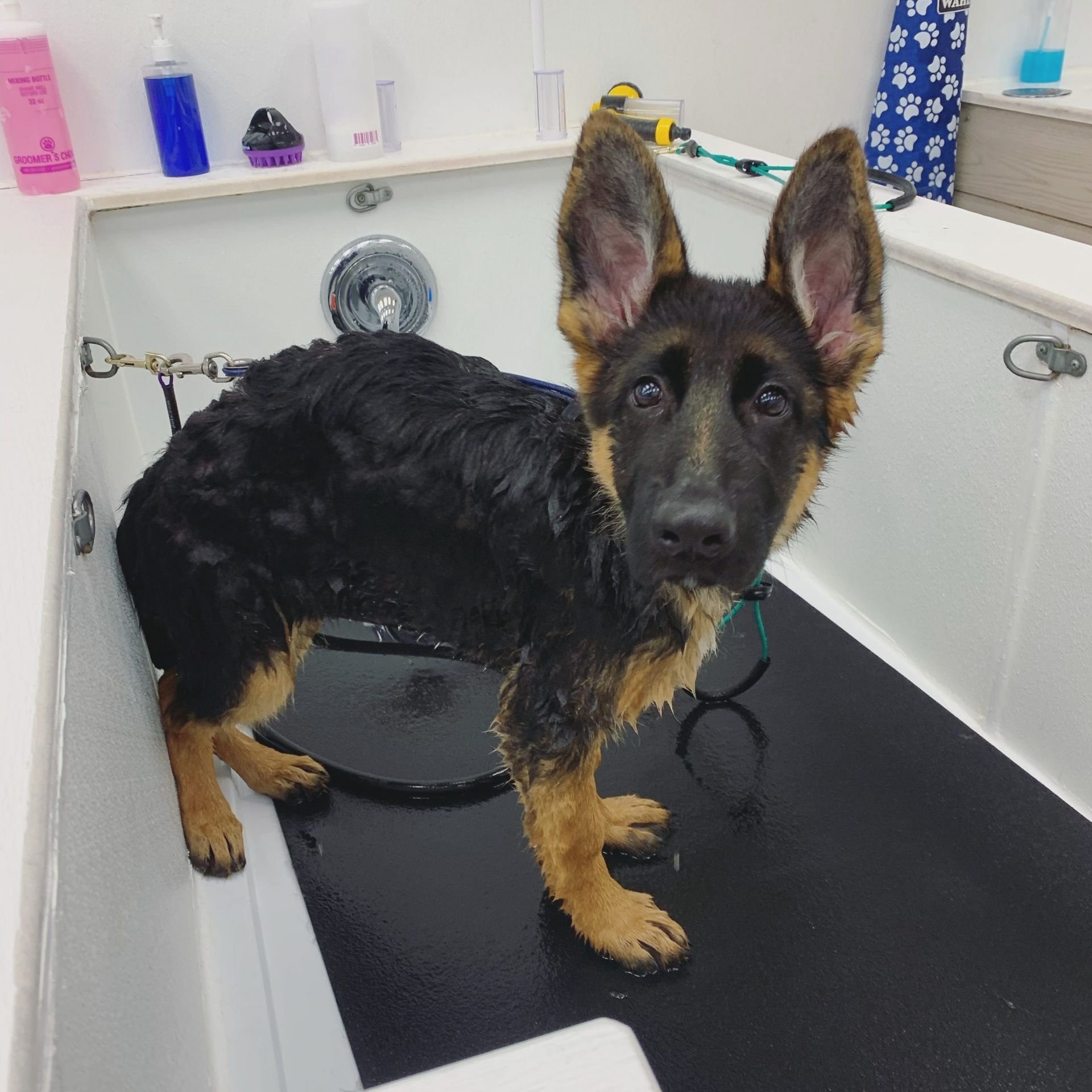 Wet German Shepherd in a grooming tub during bath time at Paws in the Bath pet salon (Aurora, Bradford, Keswick, King City, Newmarket, Toronto).